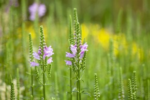 Physostegia virginiana 'Bouquet Rose', rosa, ca. 9x9 cm Topf 