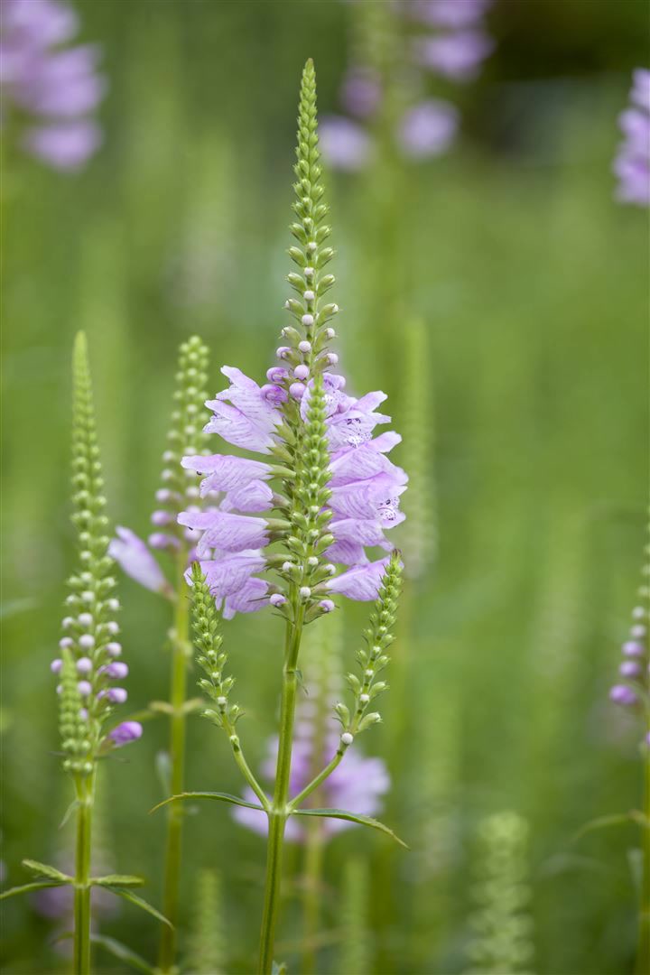 Physostegia virginiana 'Rosea', Rosa Gelenkblume, ca. 9x9 cm Topf 