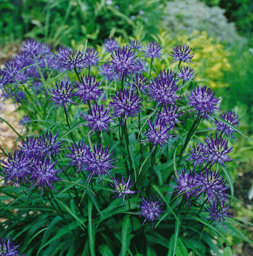 Phyteuma scheuchzeri, Teufelskralle, blau, ca. 9x9 cm Topf 