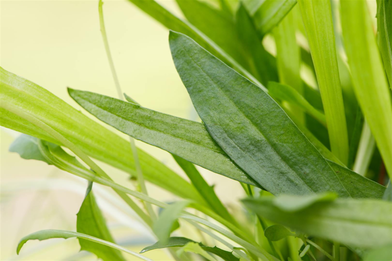 Plantago lanceolata, Spitzwegerich, ca. 9x9 cm Topf 