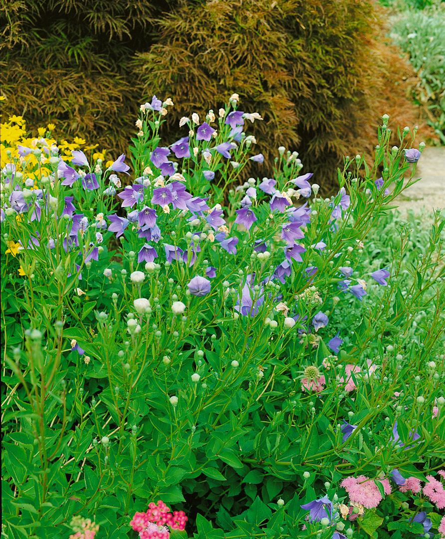 Platycodon grandiflorus 'Mariesii', Ballonblume, blau, ca. 9x9 cm Topf 