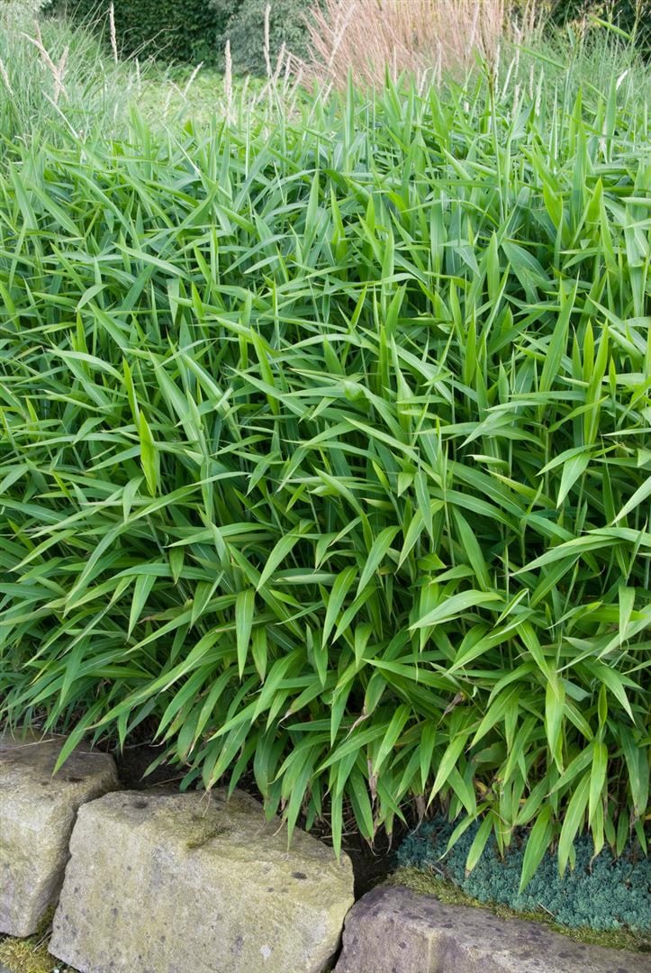 Pleioblastus pumilus, Bambusgras, ca. 9x9 cm Topf 