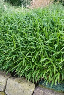 Pleioblastus pumilus, Bambusgras, ca. 9x9 cm Topf 