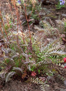 Polemonium yezoense 'Purple Rain', Jakobsleiter, violett, ca. 9x9 cm Topf 