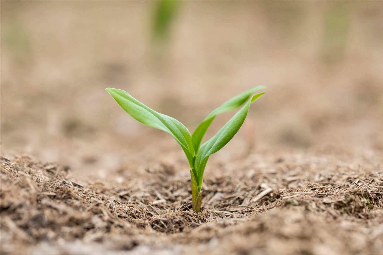 Polygonatum multiflorum, Salomonssiegel, ca. 9x9 cm Topf 