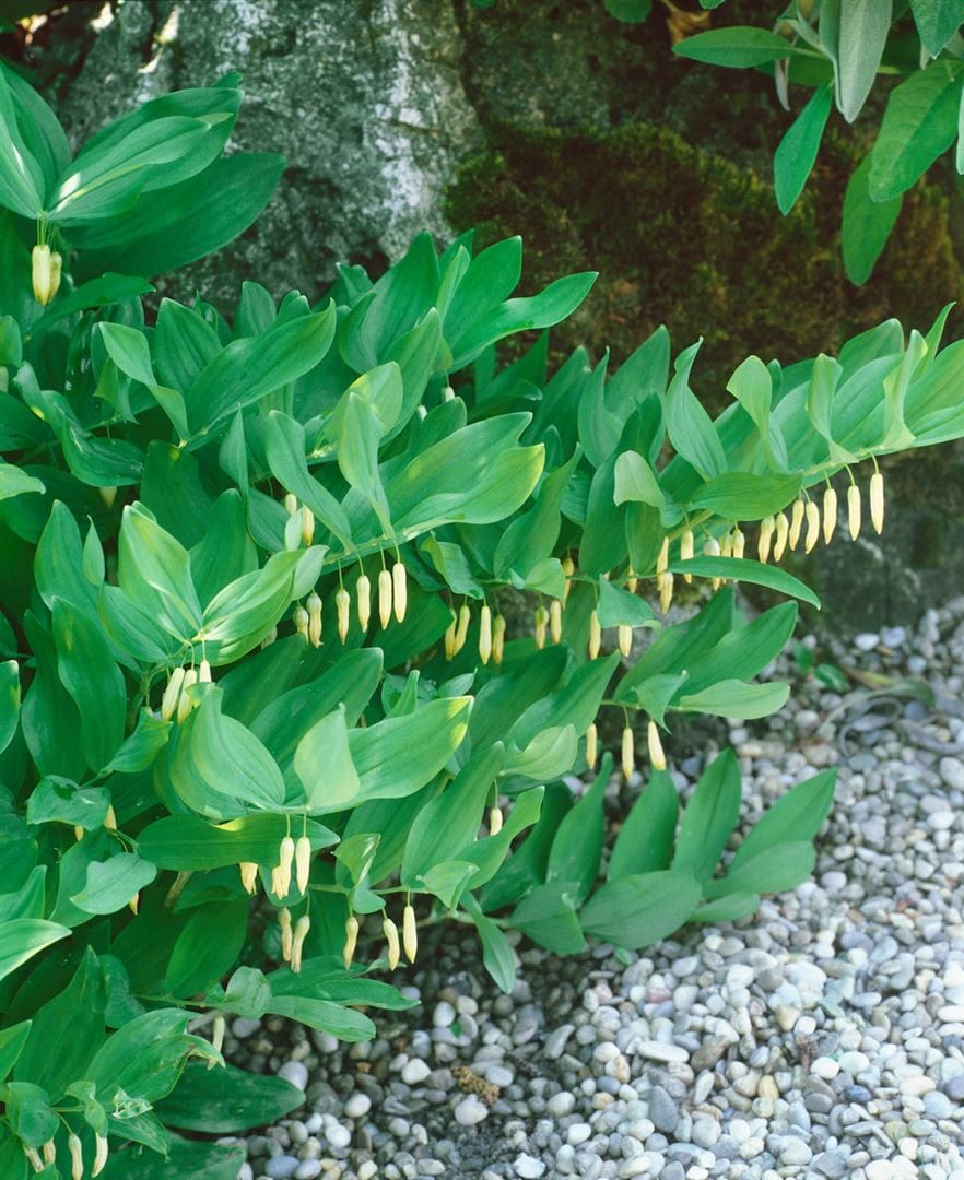 Polygonatum verticillatum, Quirlbl&auml;ttrige Wei&szlig;wurz, ca. 9x9 cm Topf 