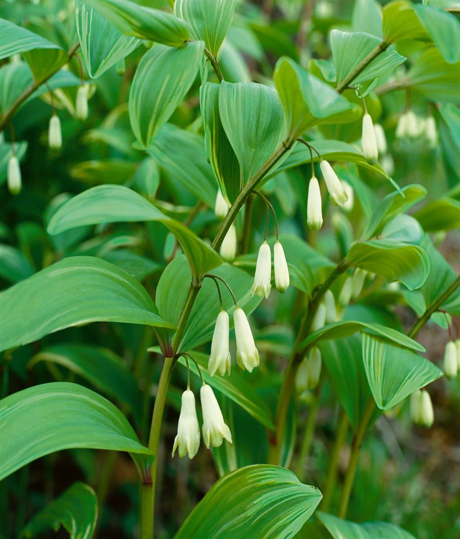 Polygonatum x hybridum 'Weihenstephan', Salomonssiegel, ca. 9x9 cm Topf 