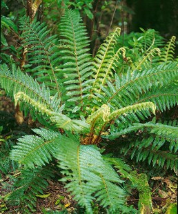 Polystichum braunii, Brauns Schildfarn, ca. 9x9 cm Topf 