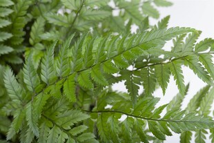 Polystichum tsus-simense, Farn, ca. 9x9 cm Topf 