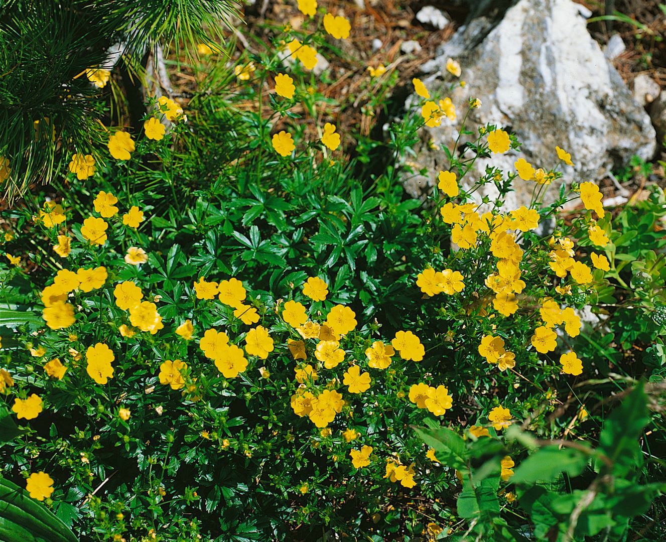 Potentilla argentea, Fingerkraut, silbrig, ca. 9x9 cm Topf 