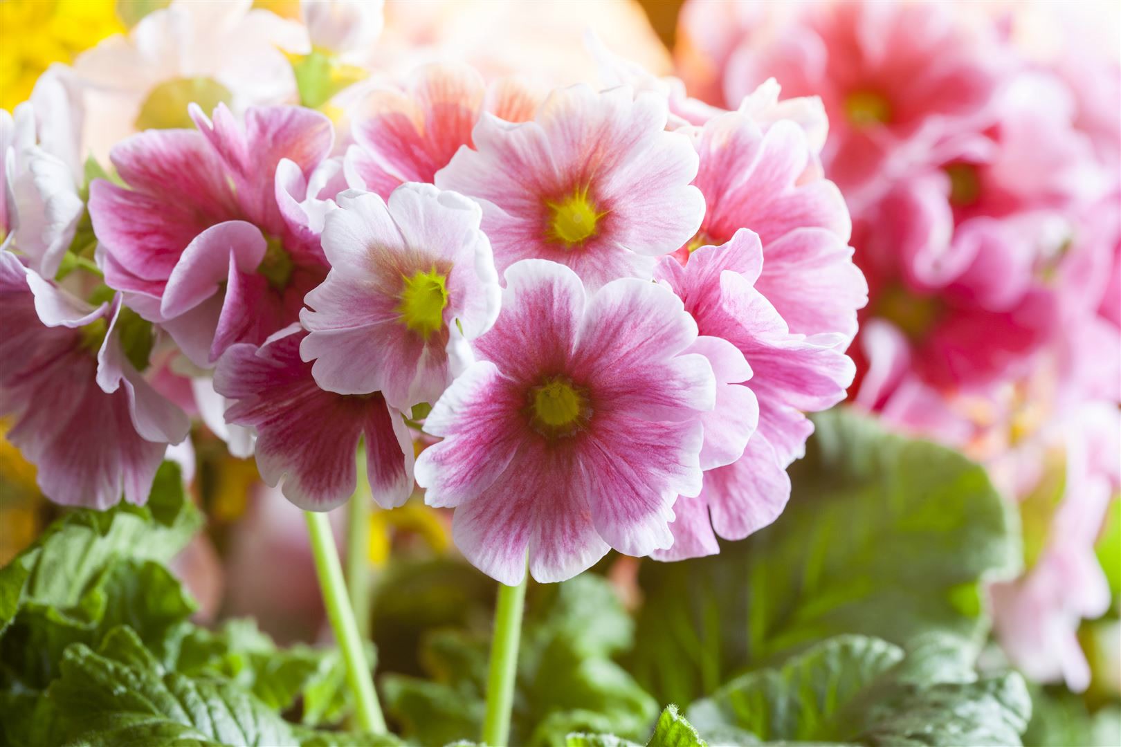 Primula elatior, Schl&uuml;sselblume, gelb, ca. 9x9 cm Topf 