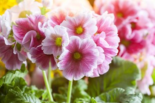 Primula elatior, Schlüsselblume, gelb, ca. 9x9 cm Topf 