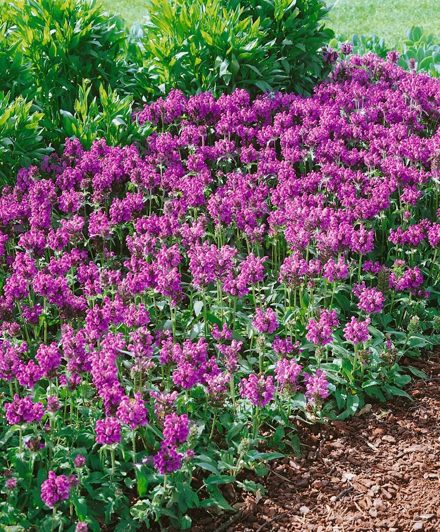 Prunella grandiflora 'Pink Loveliness', Gro&szlig;bl&uuml;tige Braunelle, rosa, ca. 9x9 cm Topf 