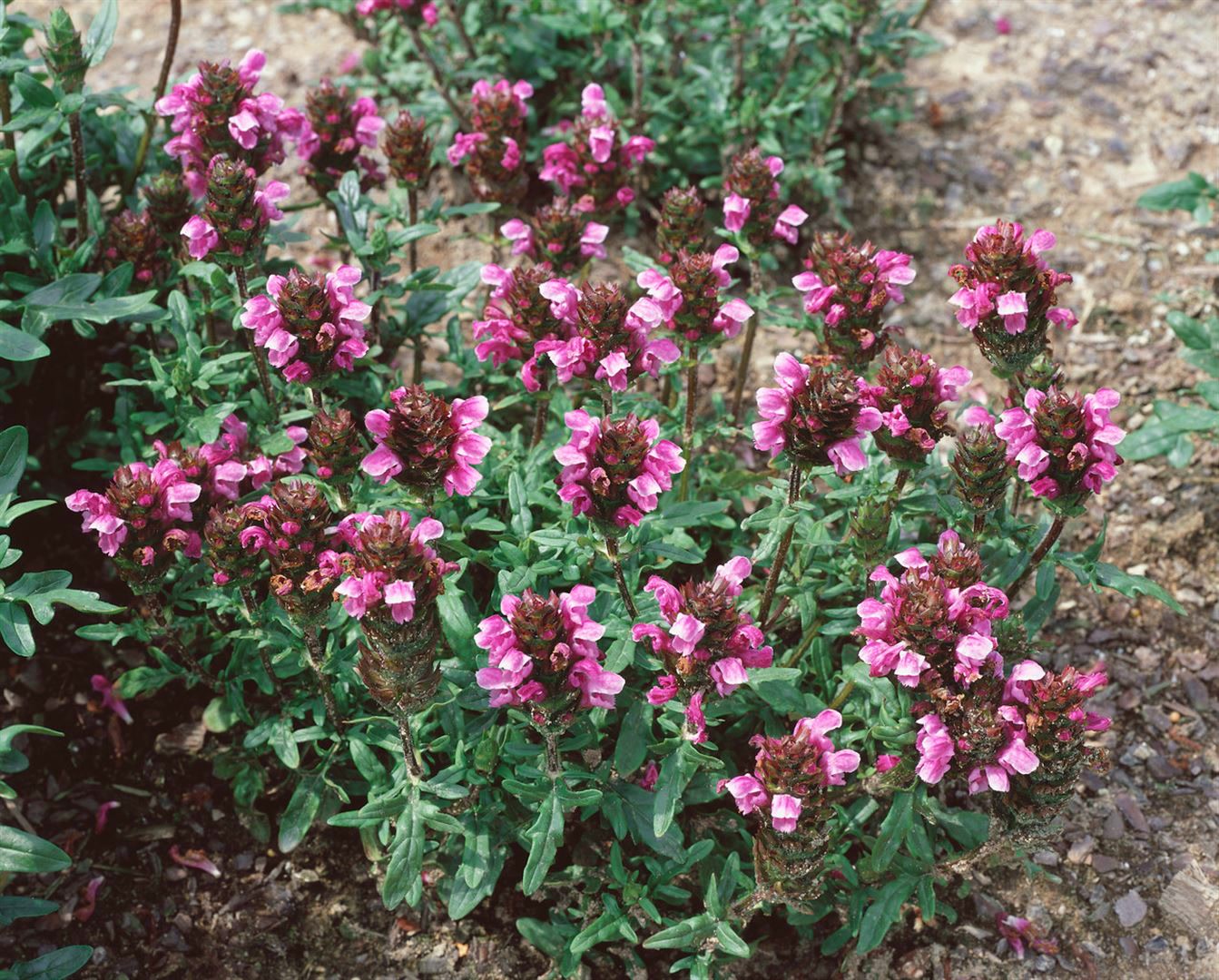 Prunella vulgaris, Braunelle, ca. 9x9 cm Topf, pflegeleicht 