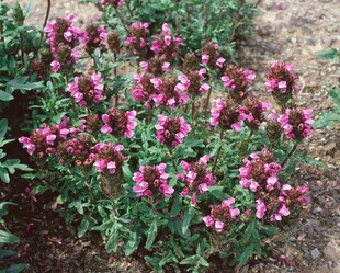 Prunella vulgaris, Braunelle, ca. 9x9 cm Topf, pflegeleicht 
