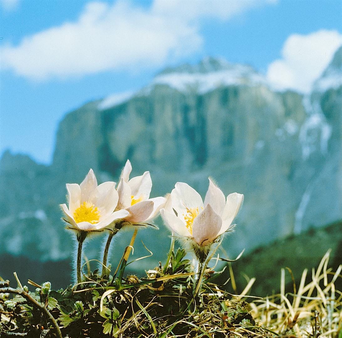 Pulsatilla vernalis, K&uuml;chenschelle, wei&szlig;, ca. 9x9 cm Topf 