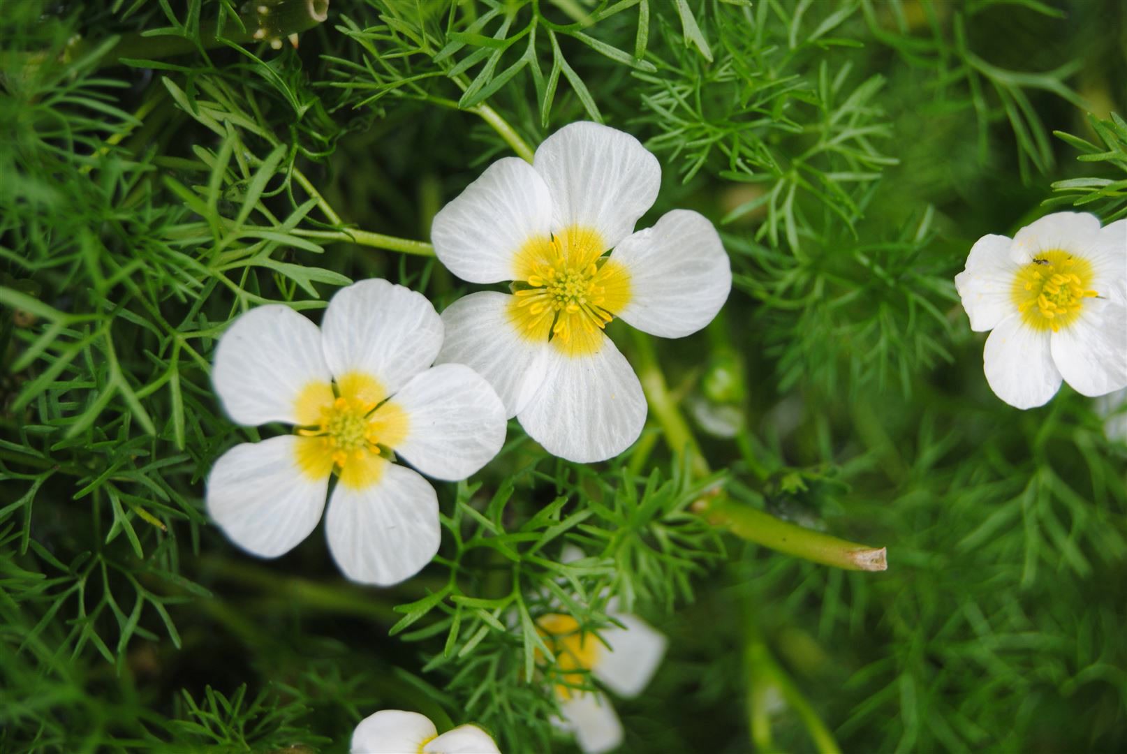 Ranunculus aquatilis, Wasserhahnenfu&szlig;, ca. 9x9 cm Topf 