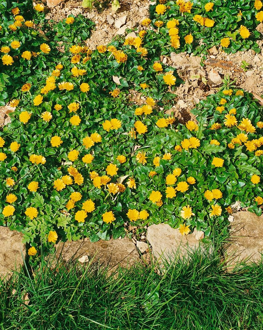 Ranunculus ficaria 'Flore Pleno', Scharbockskraut, gef&uuml;llt, ca. 9x9 cm Topf 