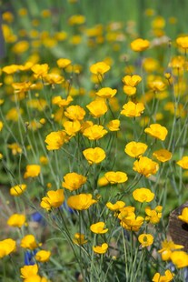 Ranunculus gramineus, Hahnenfuß, ca. 9x9 cm Topf, zierlich 