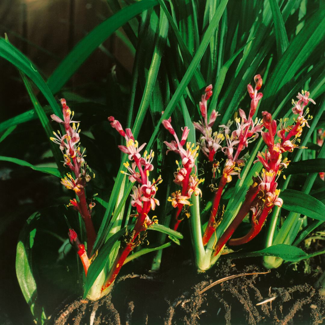Reineckea carnea, rosa Bl&uuml;ten, ca. 9x9 cm Topf 