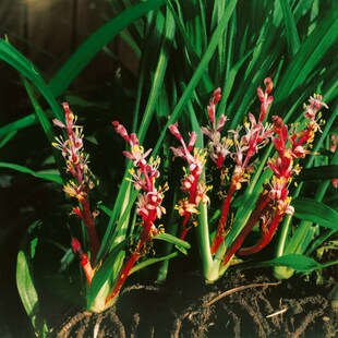 Reineckea carnea, rosa Blüten, ca. 9x9 cm Topf 