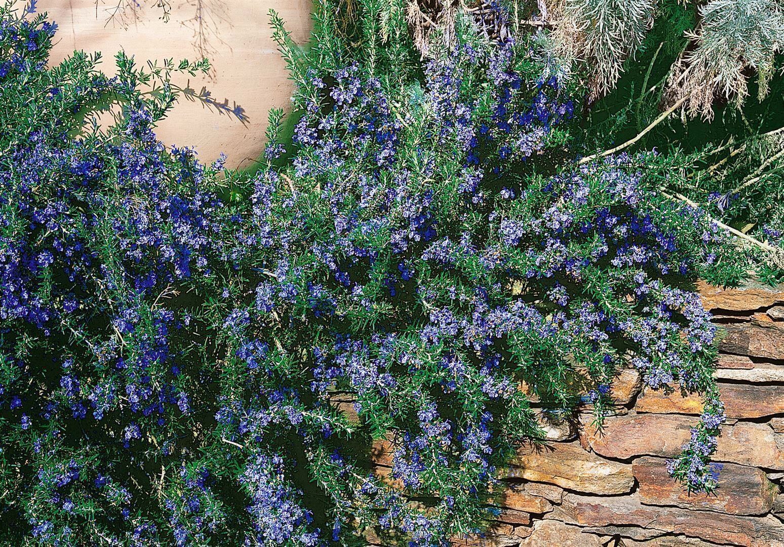 Rosmarinus officinalis 'Corsican Blue', Rosmarin, blau, ca. 9x9 cm Topf 
