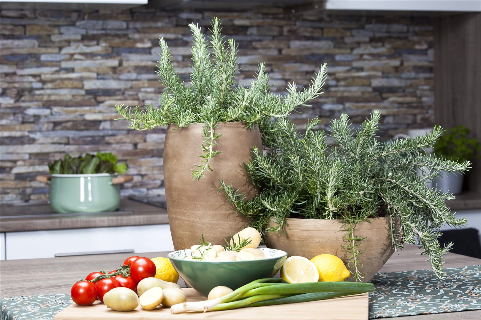 Rosmarinus officinalis 'Prostratus', kriechender Rosmarin, ca. 9x9 cm Topf 