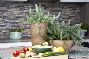 Rosmarinus officinalis 'Prostratus', kriechender Rosmarin, ca. 9x9 cm Topf 