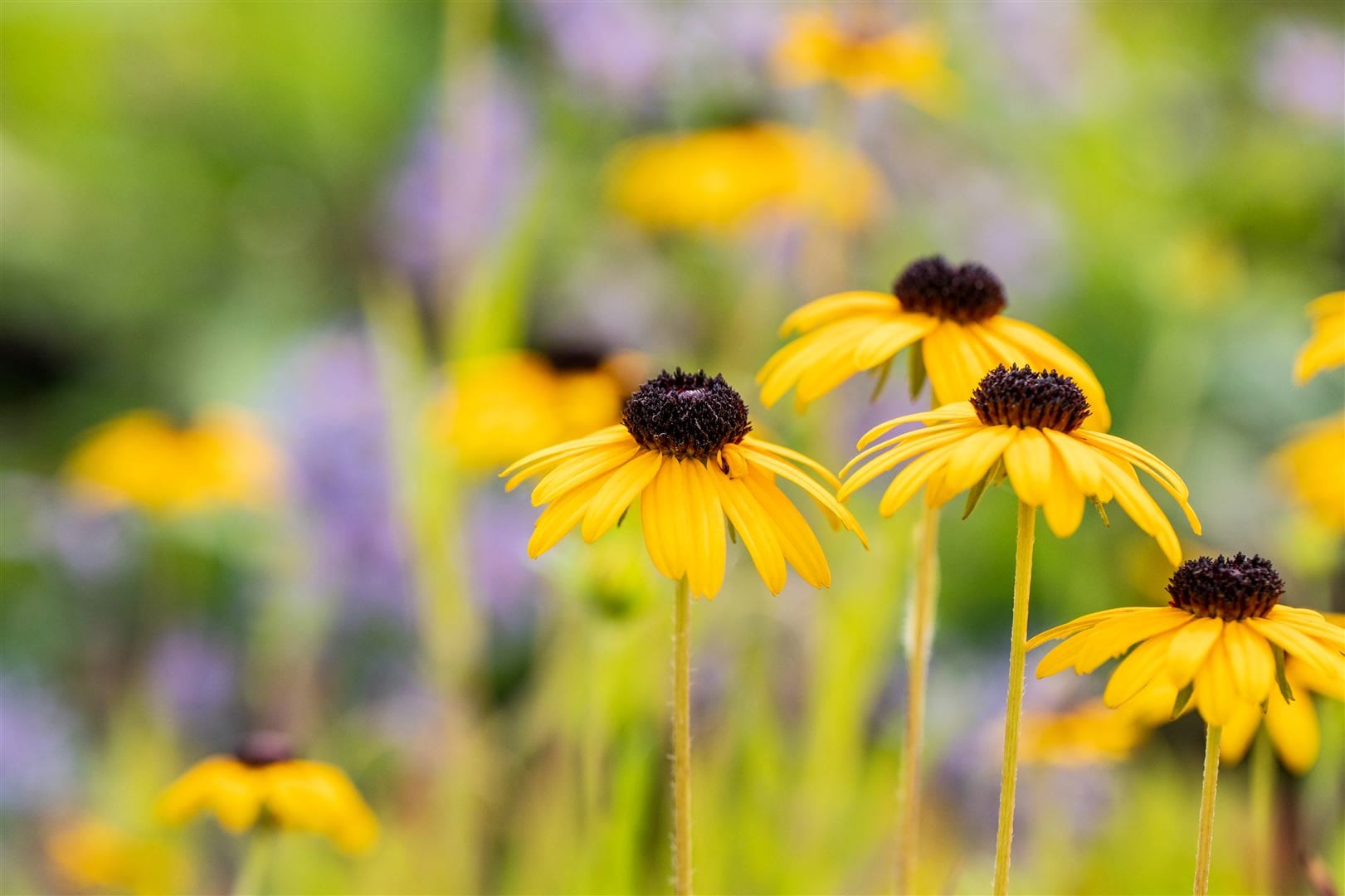 Rudbeckia fulgida var. speciosa, Sonnenhut, gelb, ca. 9x9 cm Topf 