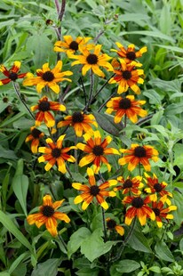 Rudbeckia triloba 'Prairie Glow', gelb-orange, ca. 9x9 cm Topf 