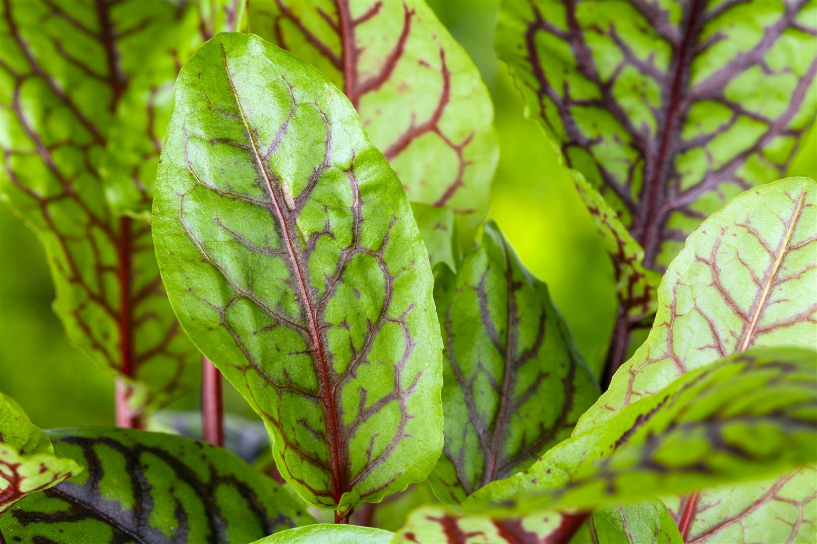 Rumex acetosa, Sauerampfer, ca. 9x9 cm Topf 