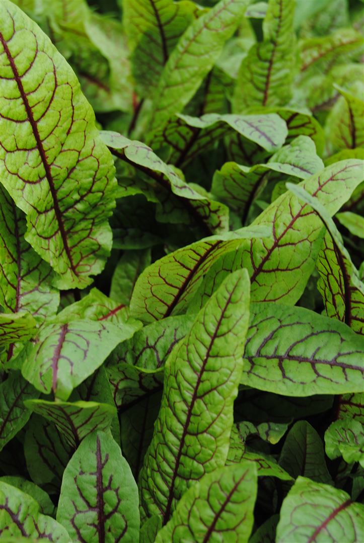 Rumex sanguineus var. sanguineus, Blutampfer, ca. 9x9 cm Topf 