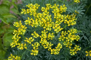 Ruta graveolens, Weinraute, aromatisch, ca. 9x9 cm Topf 