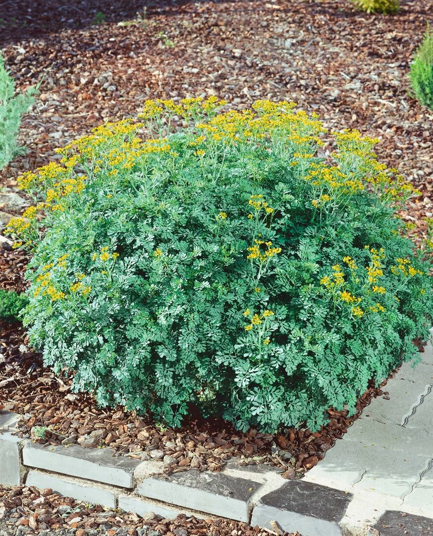 Ruta graveolens 'Jackman's Blue', Weinraute, blaugr&uuml;n, ca. 9x9 cm Topf 