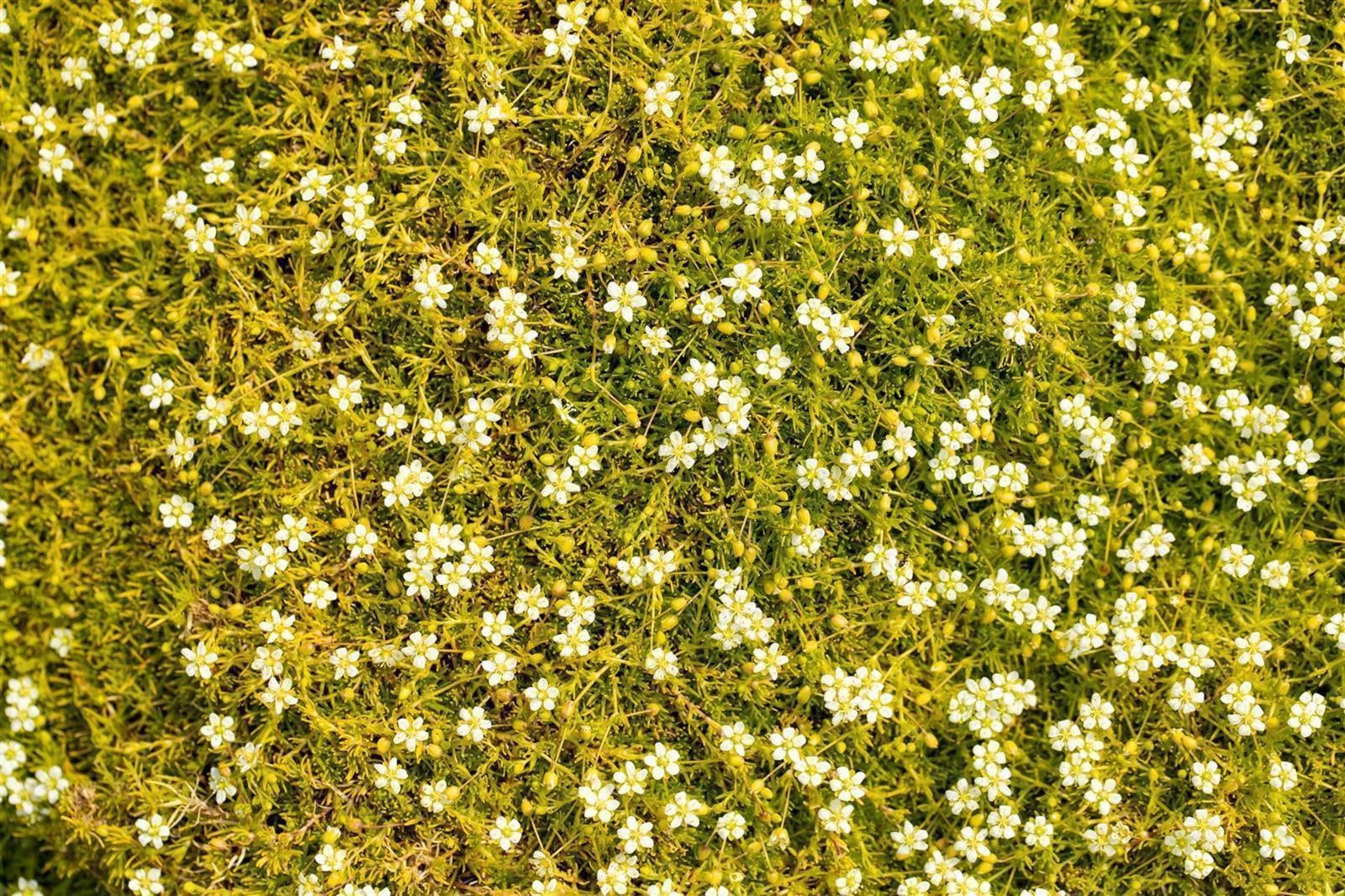 Sagina subulata 'Aurea', Moos-Steinbrech, goldgr&uuml;n, ca. 9x9 cm Topf 