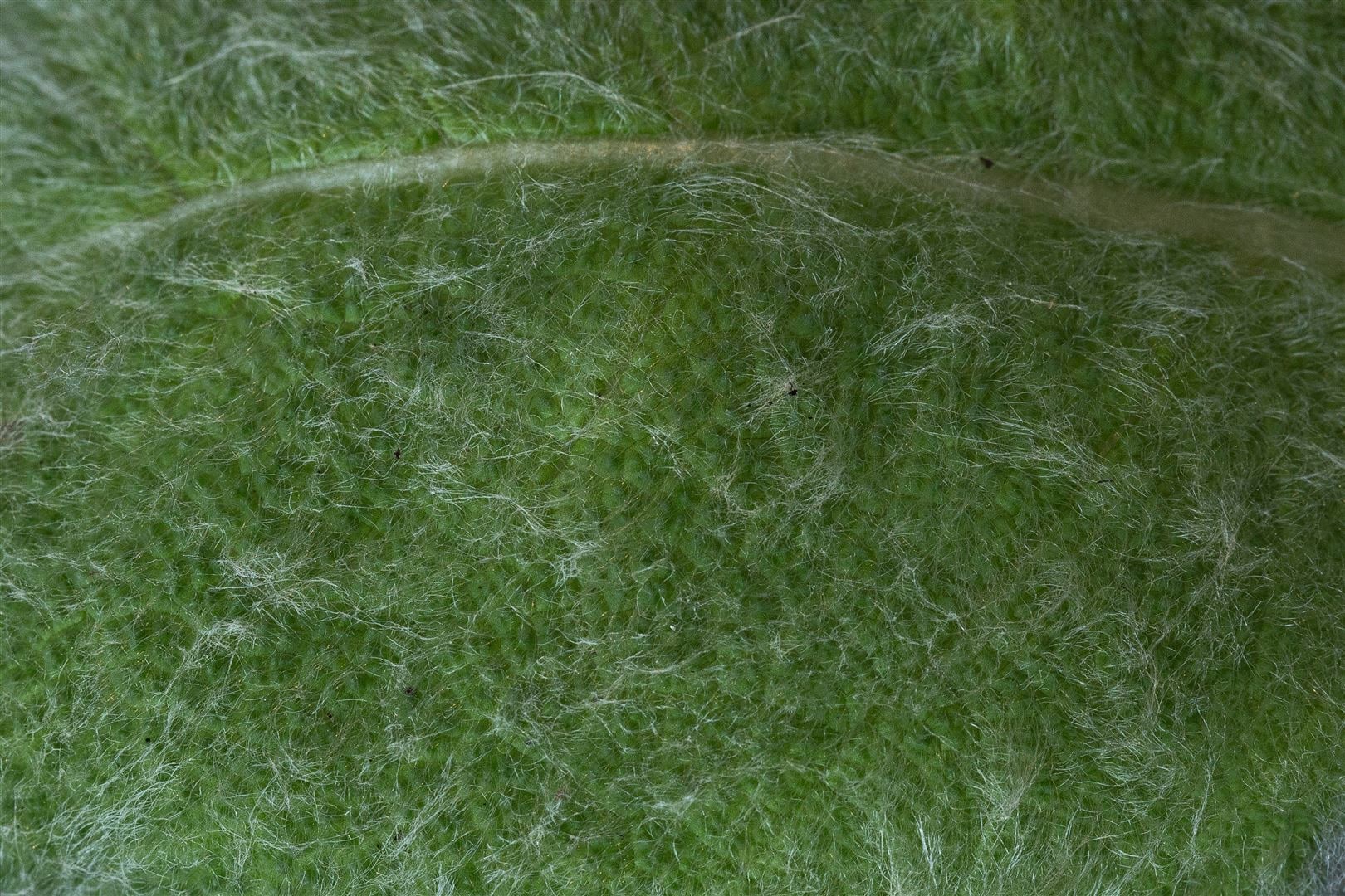 Salvia argentea, Silber-Salbei, ca. 9x9 cm Topf, silbrig-grau 