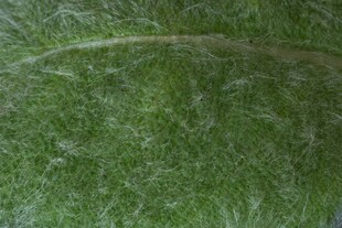 Salvia argentea, Silber-Salbei, ca. 9x9 cm Topf, silbrig-grau 