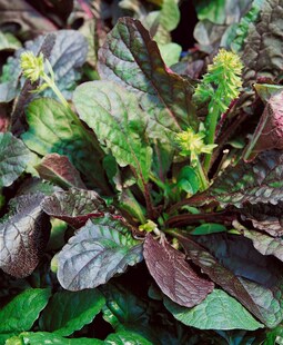 Salvia lyrata 'Purple Knockout', Ziersalbei, purpur, ca. 9x9 cm Topf 