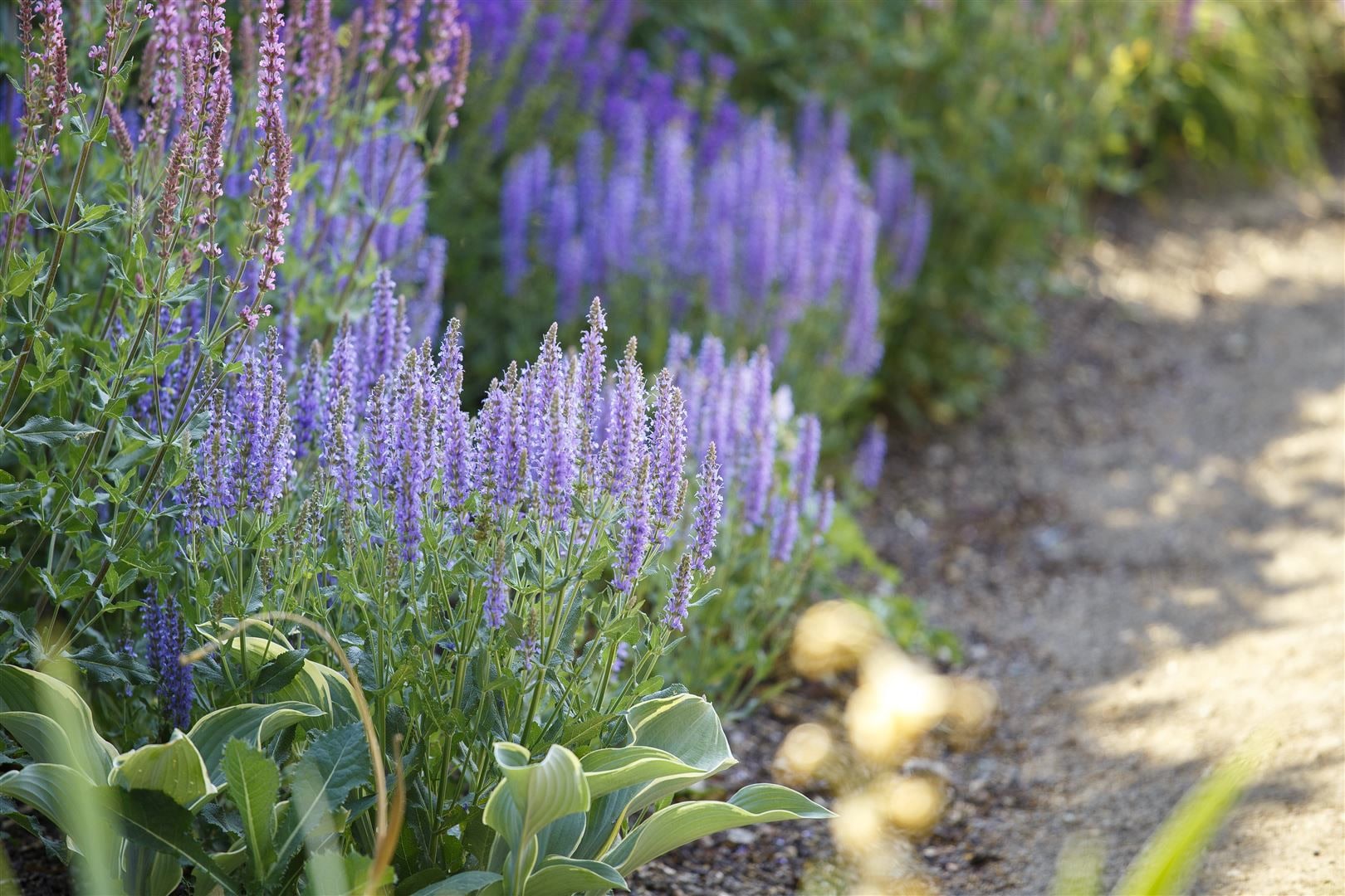 Salvia nemorosa 'Amethyst', Steppensalbei, violett, ca. 9x9 cm Topf 