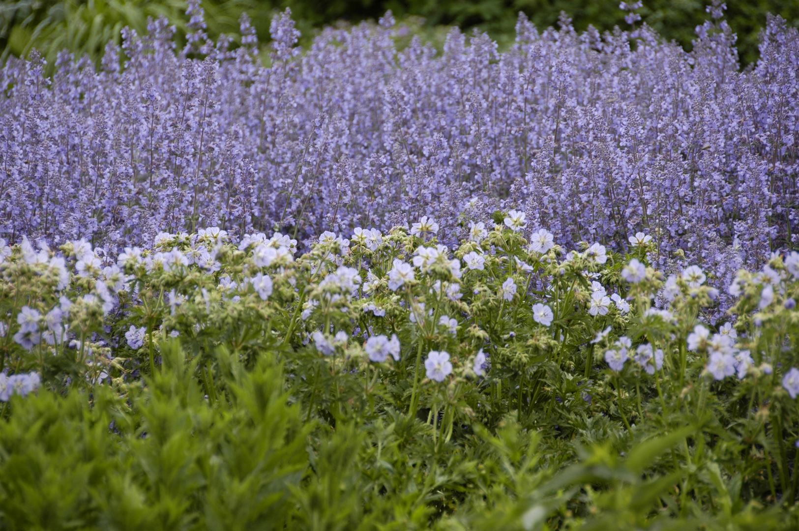 Salvia nemorosa 'T&auml;nzerin', Steppensalbei, violett, ca. 9x9 cm Topf 
