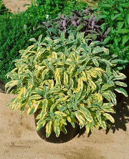 Salvia officinalis 'Aurea', Gold-Salbei, buntlaubig, ca. 9x9 cm Topf 