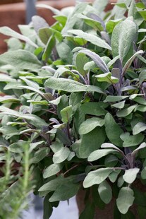 Salvia officinalis 'Purpurascens', Purpursalbei, ca. 9x9 cm Topf 