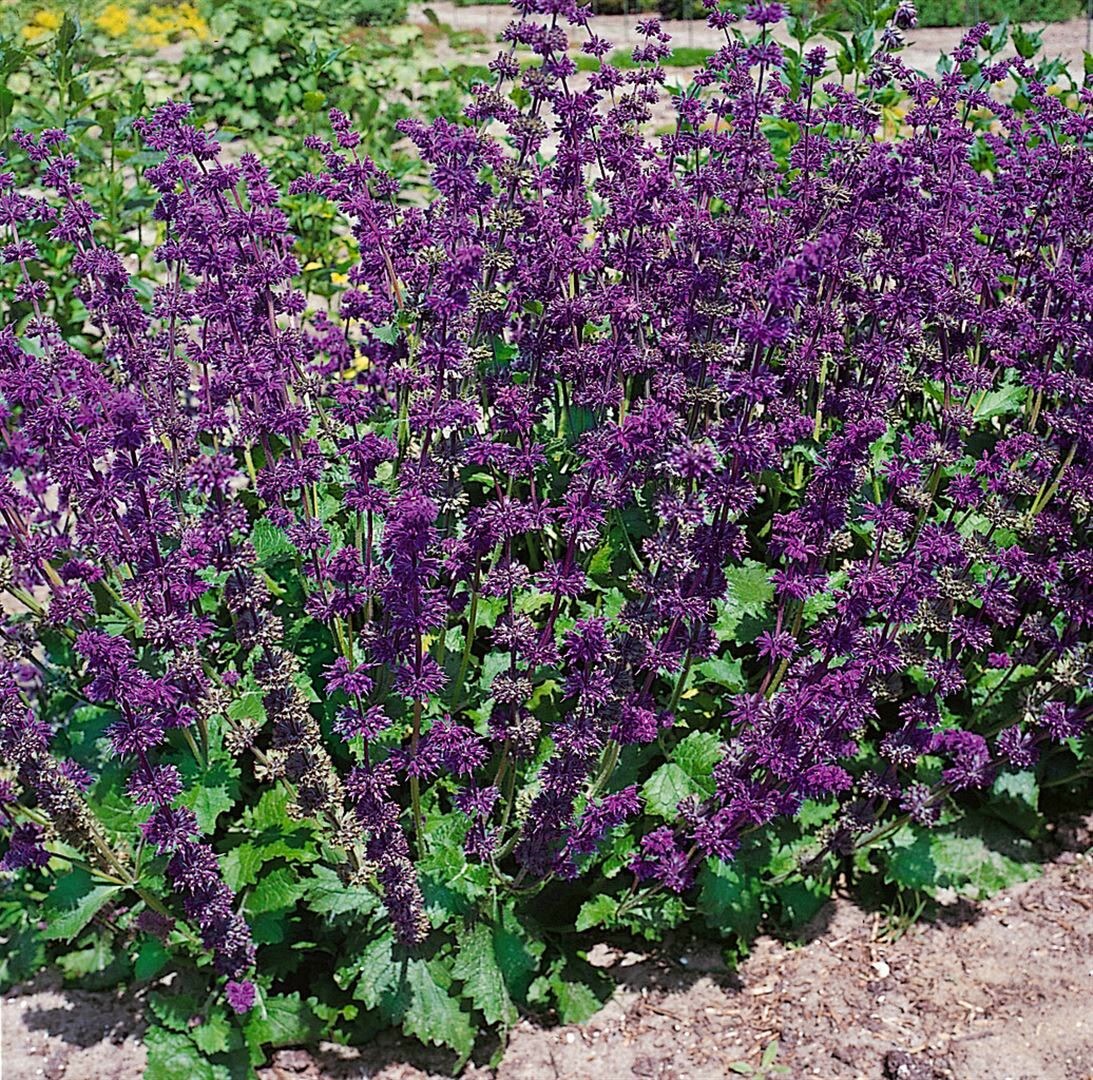 Salvia verticillata 'Purple Rain', violett, ca. 9x9 cm Topf 