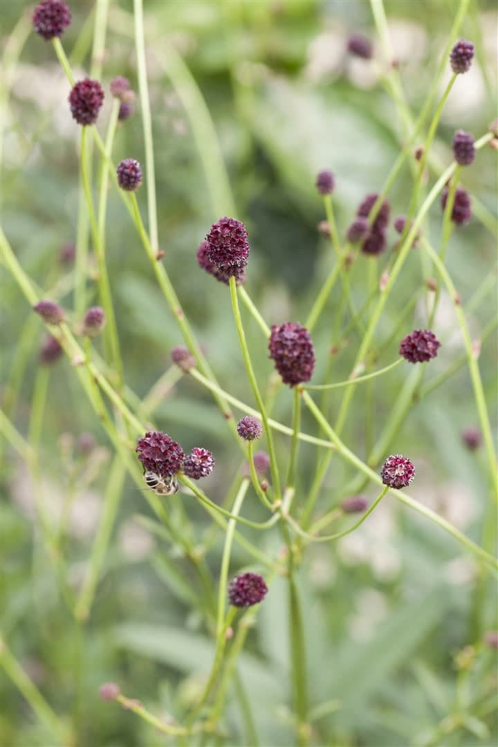 Sanguisorba officinalis, Gro&szlig;er Wiesenknopf, ca. 9x9 cm Topf 