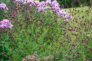 Sanguisorba officinalis 'Pink Tanna', Wiesenknopf, rosa, ca. 9x9 cm Topf 