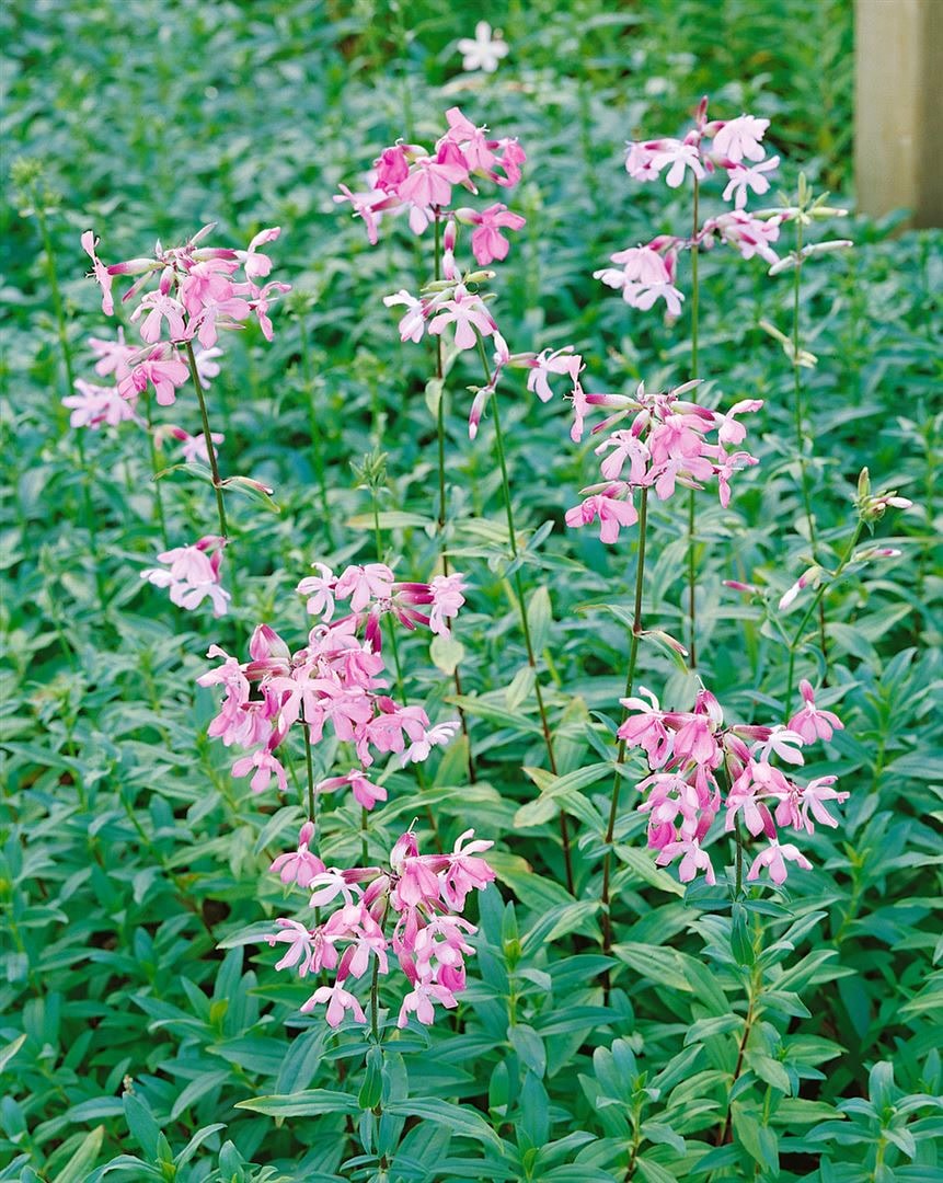 Saponaria officinalis, Seifenkraut, rosa Bl&uuml;ten, ca. 9x9 cm Topf 