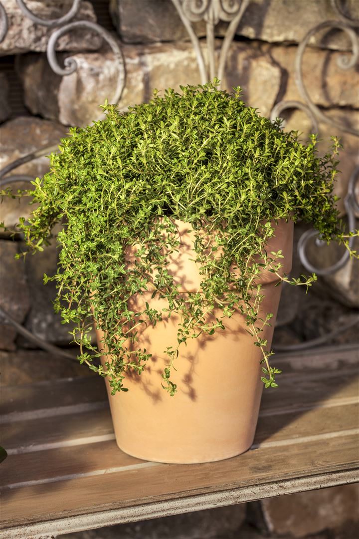 Satureja montana ssp. montana, Bergbohnenkraut, ca. 9x9 cm Topf 