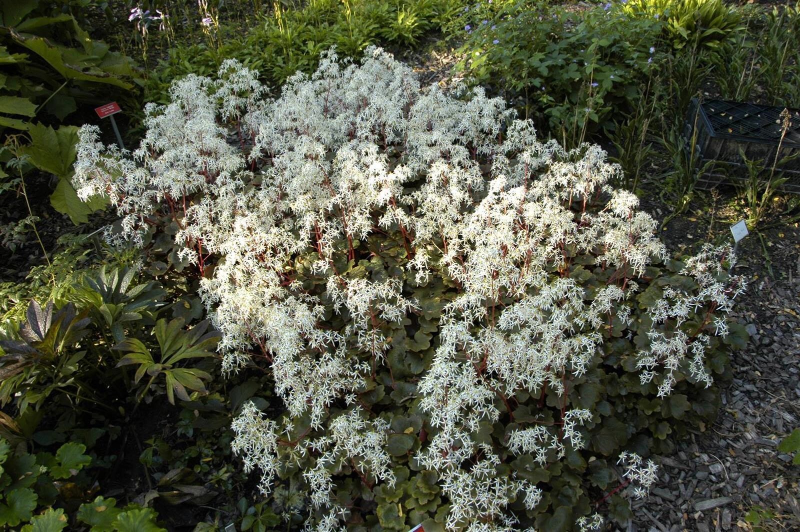 Saxifraga cortusifolia var. fortunei 'Rubrifolia', Purpur-Steinbrech, ca. 9x9 cm Topf 
