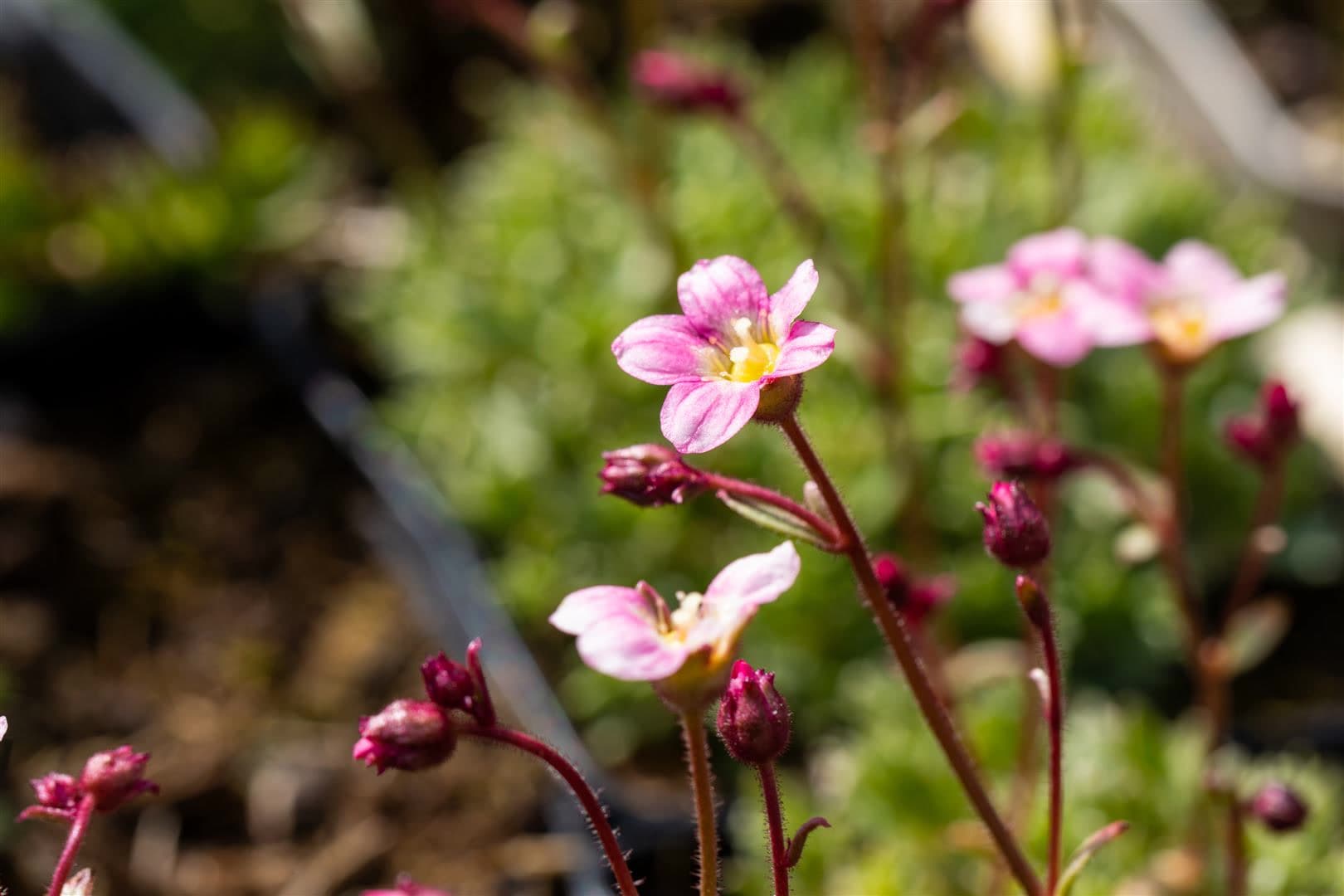 Saxifraga x arendsii 'Silver Cushion', Polster-Steinbrech, ca. 9x9 cm Topf 