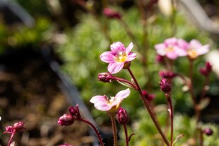Saxifraga x arendsii 'Silver Cushion', Polster-Steinbrech, ca. 9x9 cm Topf 